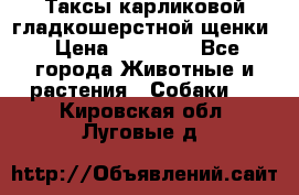 Таксы карликовой гладкошерстной щенки › Цена ­ 20 000 - Все города Животные и растения » Собаки   . Кировская обл.,Луговые д.